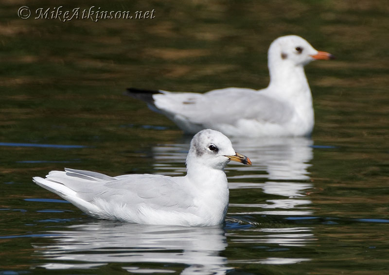 Mediterranean Gull