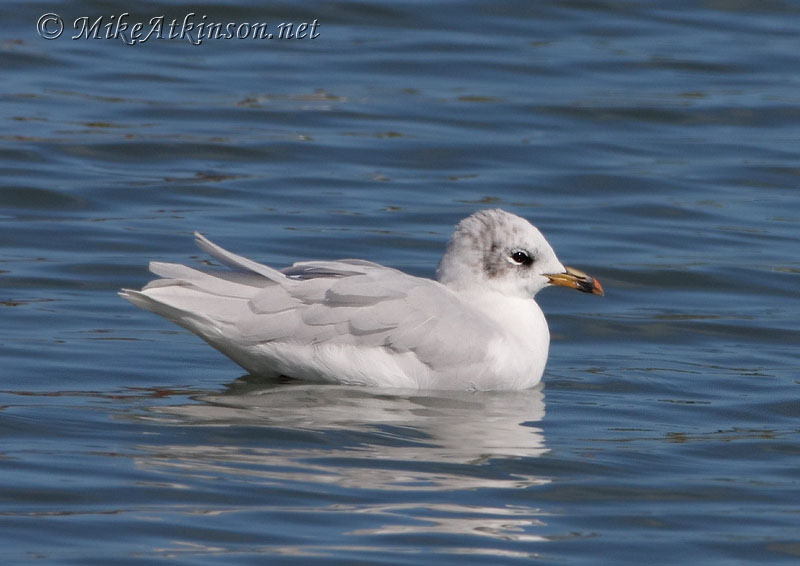 Mediterranean Gull