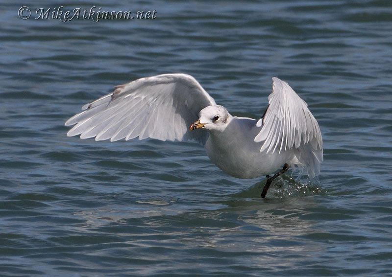 Mediterranean Gull