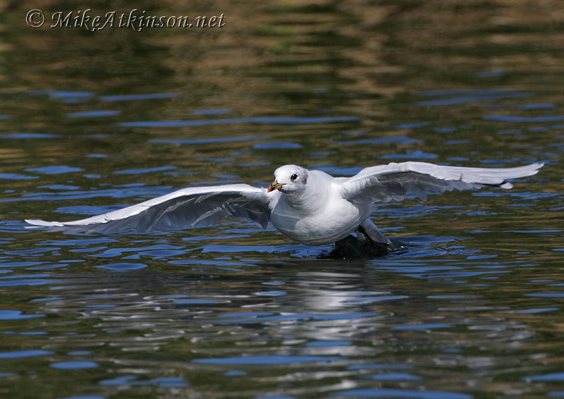 Mediterranean Gull