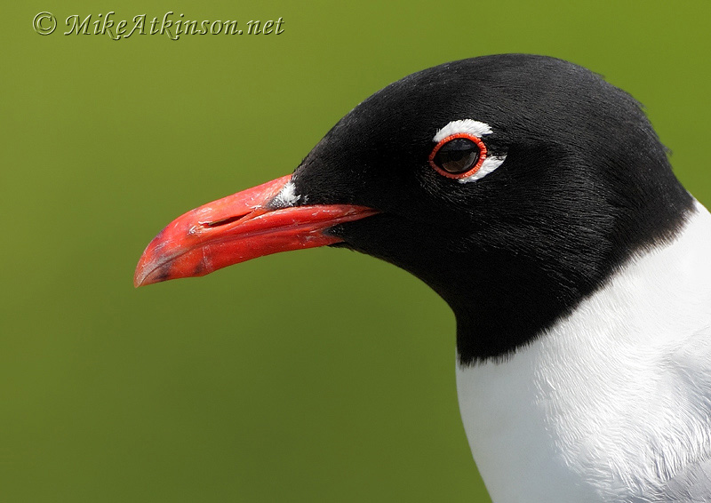 Mediterranean Gull