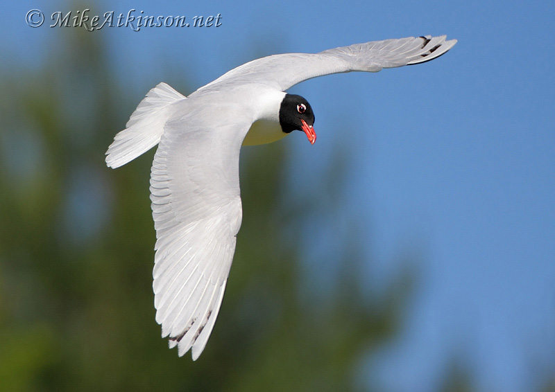 Mediterranean Gull