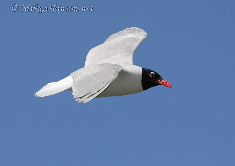 Mediterranean Gull