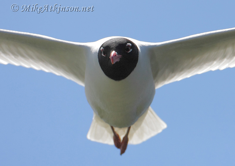 Mediterranean Gull