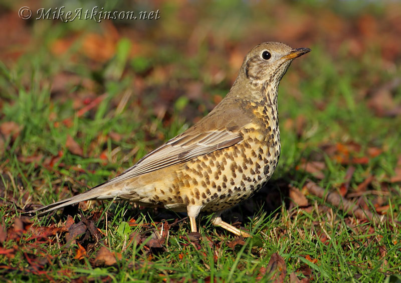 Mistle Thrush