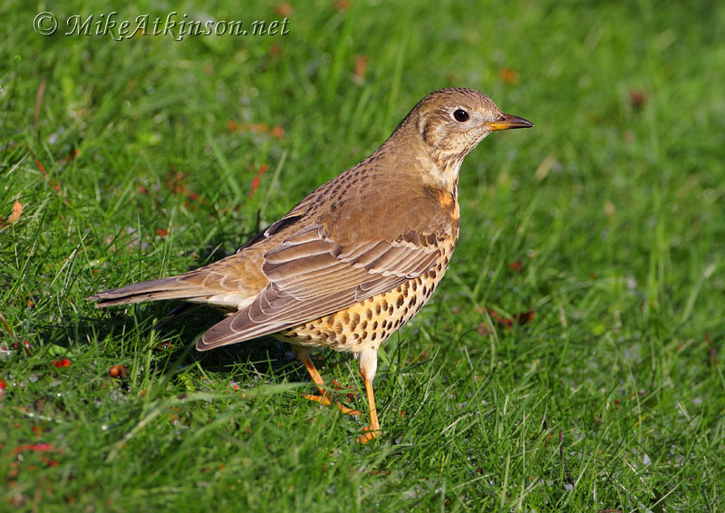 Mistle Thrush