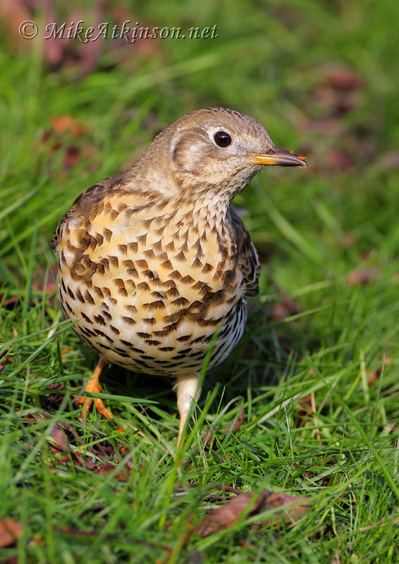 Mistle Thrush
