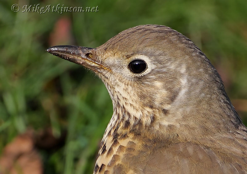 Mistle Thrush