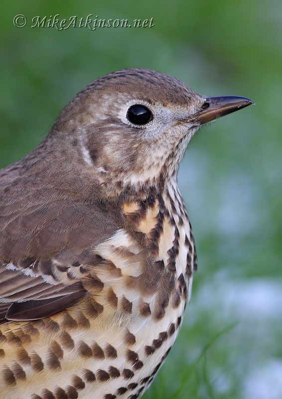 Mistle Thrush