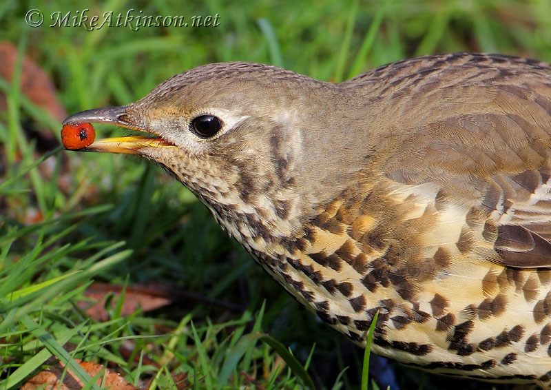 Mistle Thrush