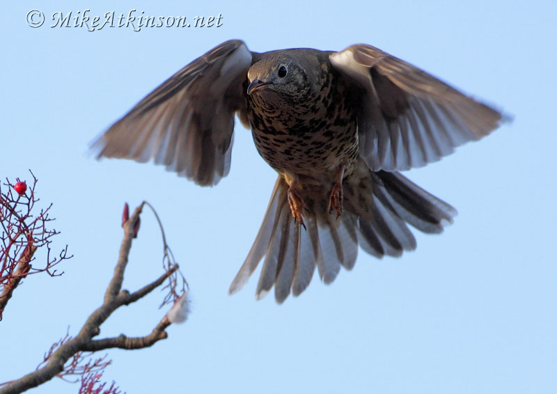 Mistle Thrush