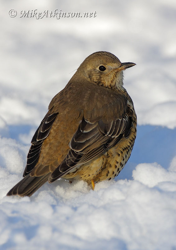 Mistle Thrush