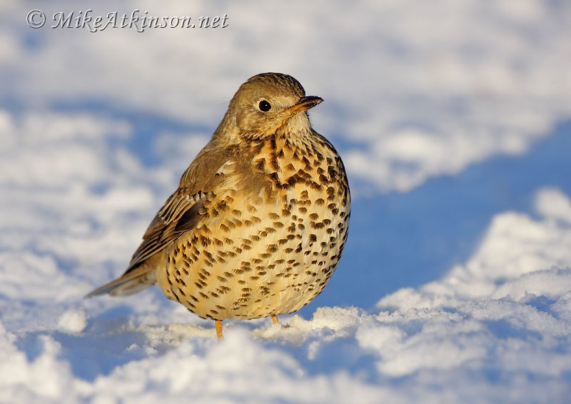 Mistle Thrush