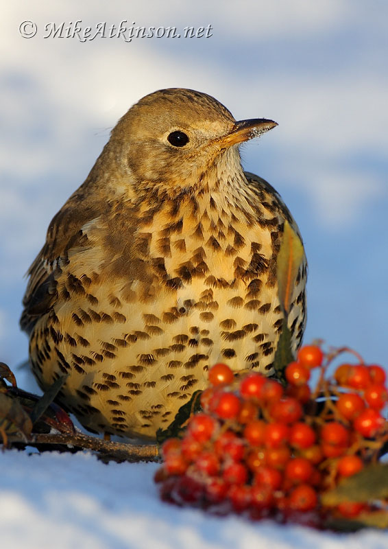 Mistle Thrush