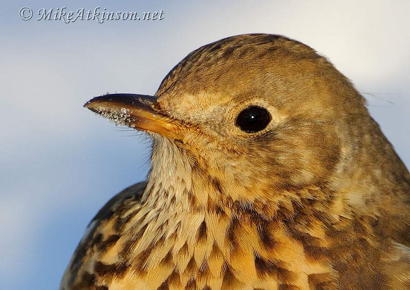 Mistle Thrush