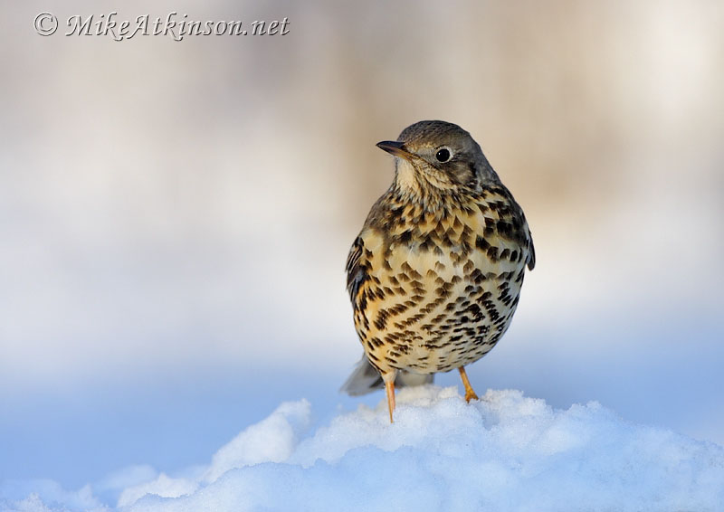 Mistle Thrush