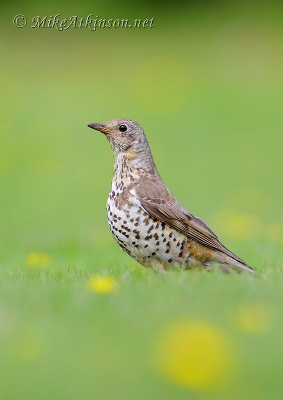 Mistle Thrush