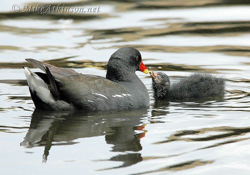 Moorhen