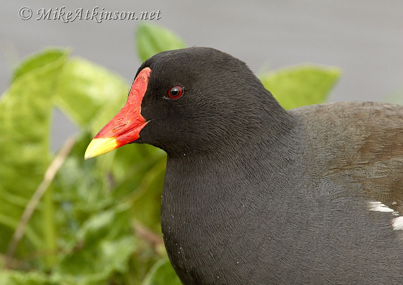 Moorhen