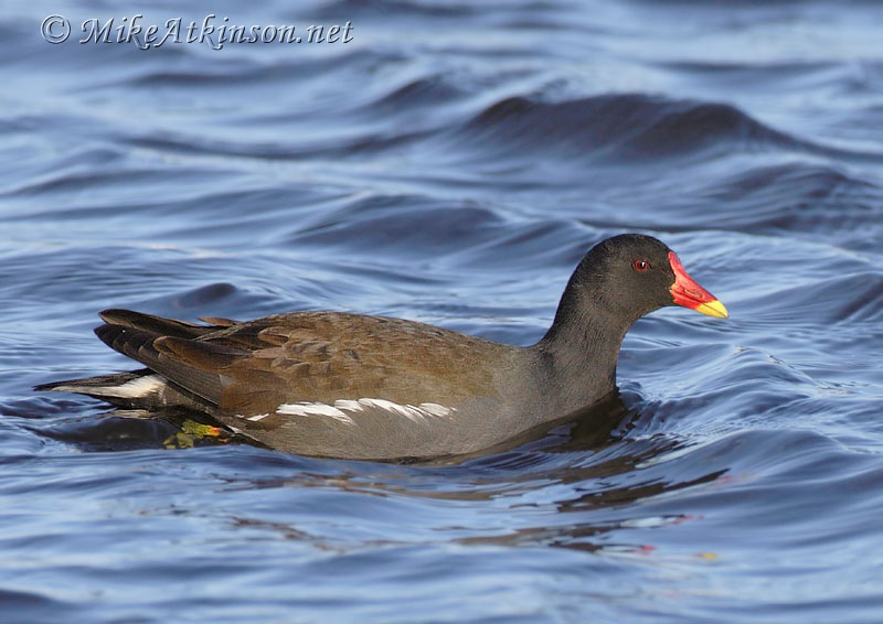 Moorhen