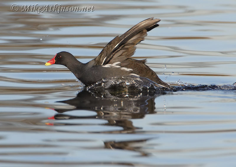 Moorhen