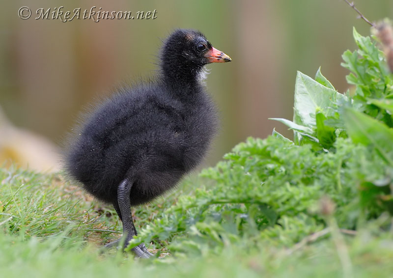Moorhen