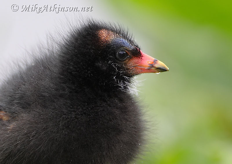 Moorhen