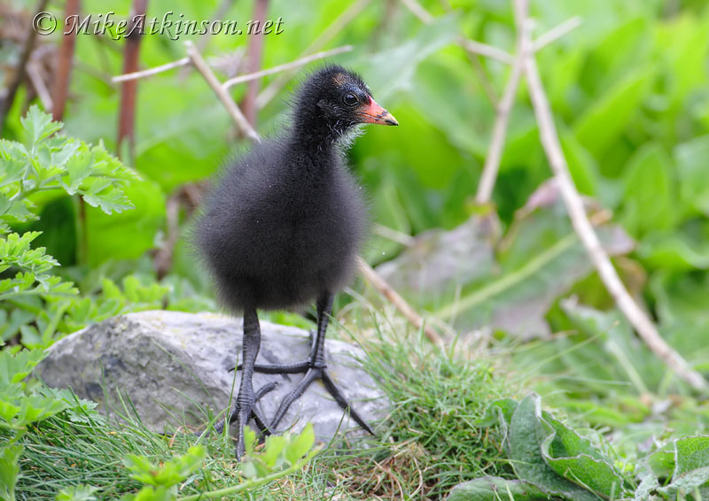 Moorhen