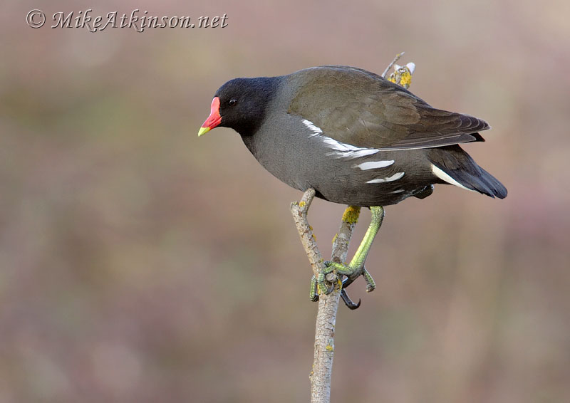 Moorhen