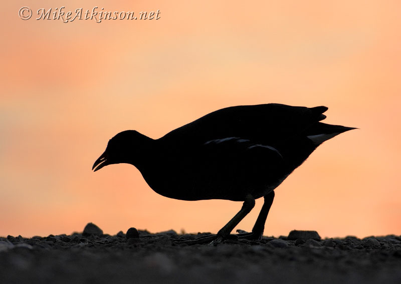 Moorhen