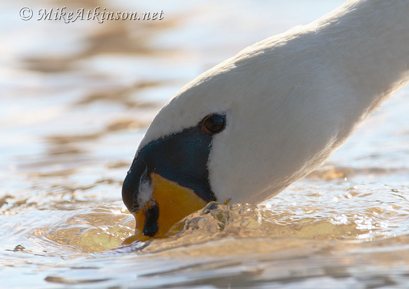 Mute Swan