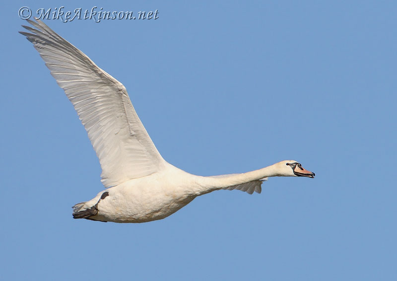 Mute Swan
