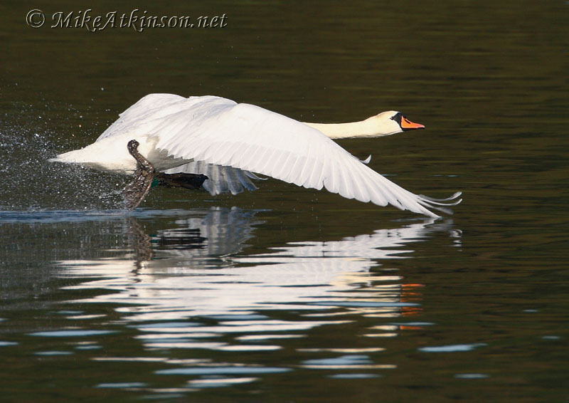 Mute Swan
