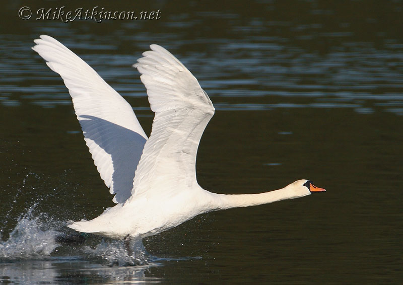Mute Swan