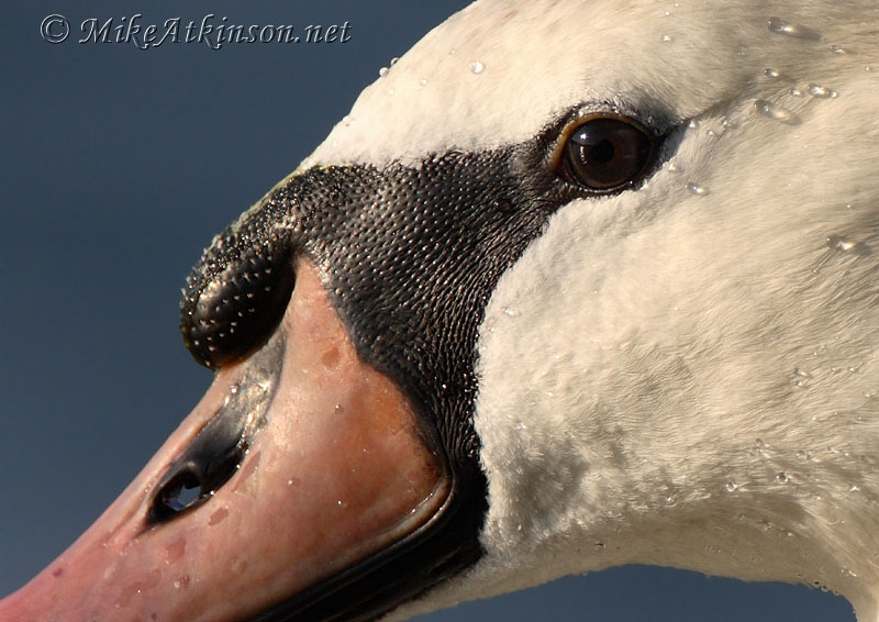 Mute Swan