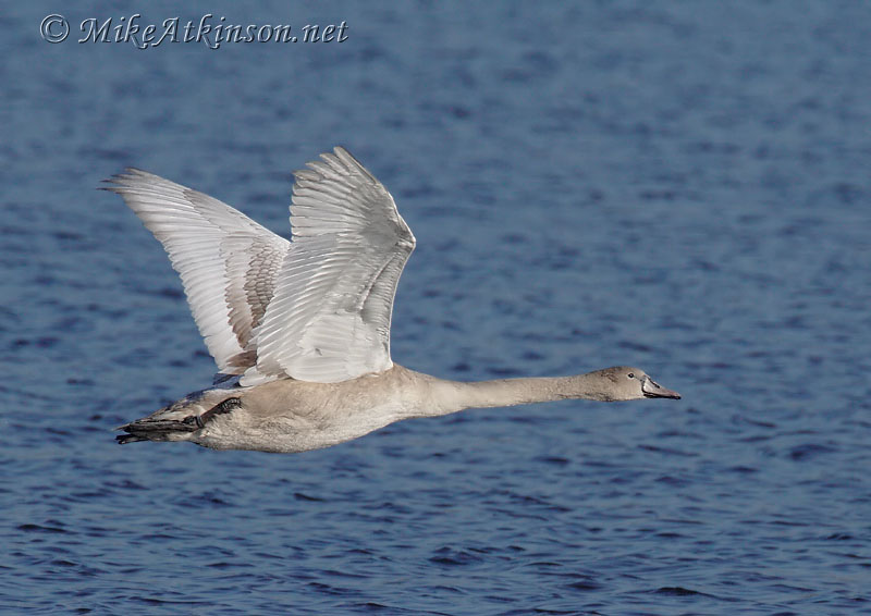 Mute Swan