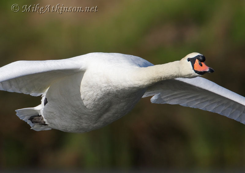 Mute Swan