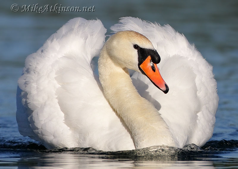 Mute Swan