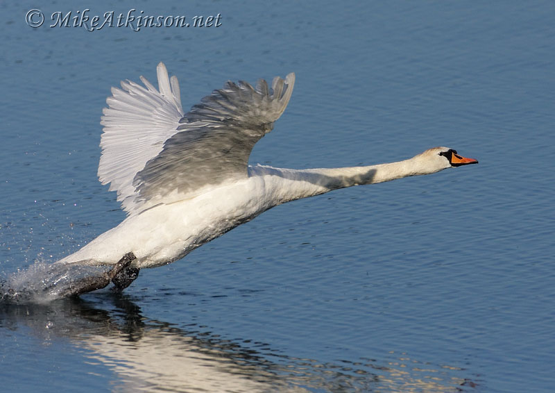 Mute Swan