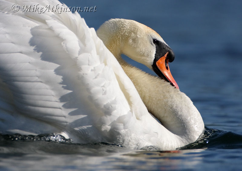 Mute Swan