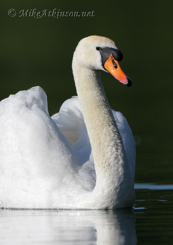 Mute Swan