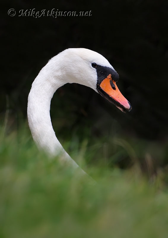 Mute Swan