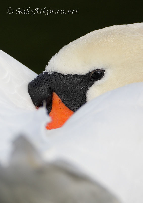 Mute Swan