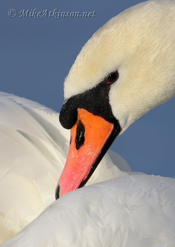 Mute Swan