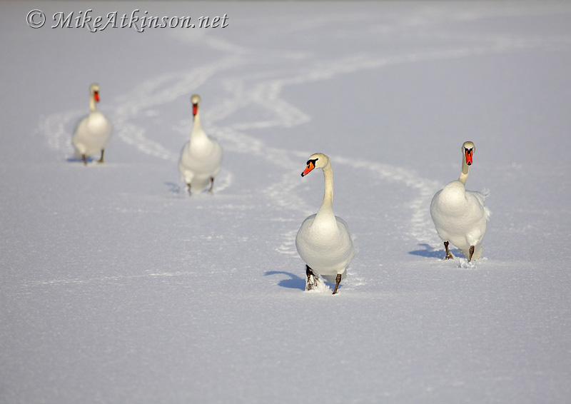Mute Swan