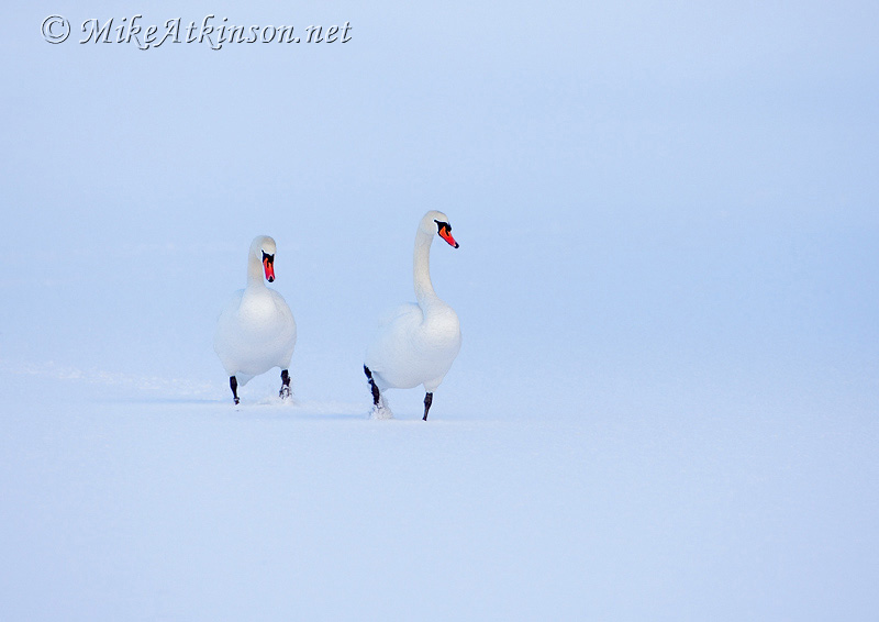 Mute Swan