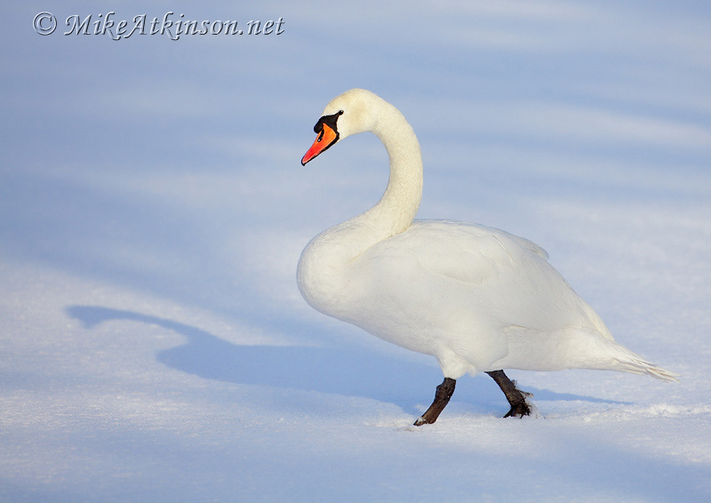 Mute Swan