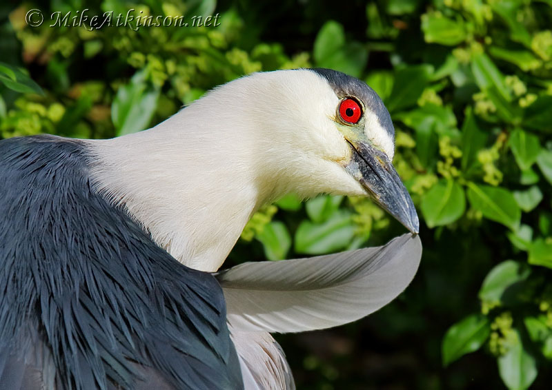 Night Heron
