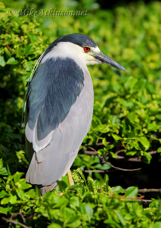 Night Heron