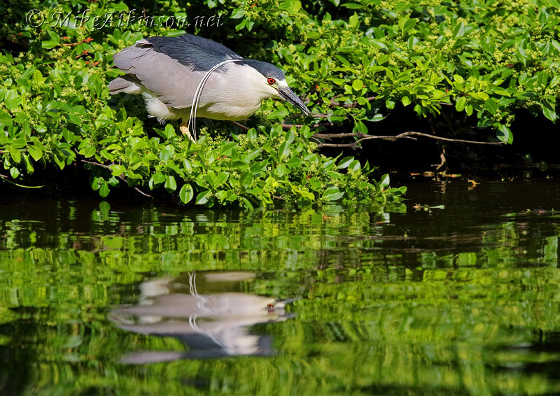 Night Heron